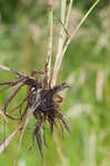 Rufous bulrush